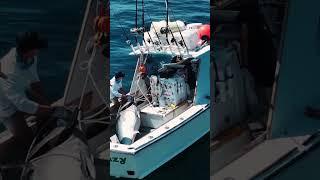 825 lb. Bluefin Tuna