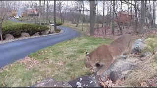 Bobcat in our front yard!! New Jersey wildlife