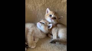 Kittens still sleepy #kitten #wildlife #catvideos #cutecat #wildliferescue  #smartsocietymysteries