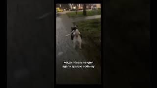 Если хочешь идти, иди #shorts #pug #pugs #мопс #мопсы