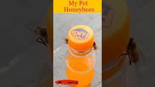 My pet honeybees #shorts| Opening FANTA like a pro| child labor  bee labor 