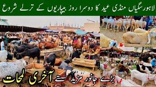 Saggain Mandi Lahore Latest Update Eid 2nd Day, Bakra Mandi Update 2025 Today, Cow Video Mr Phirtu