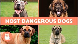 10 MOST DANGEROUS DOG BREEDS in the WORLD ️ Is it Genetics or Education?