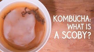 Kombucha: What is a SCOBY?