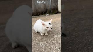 Chú chó đã cứu con mèo của tôi (The dog saved my cat)#trending #dog