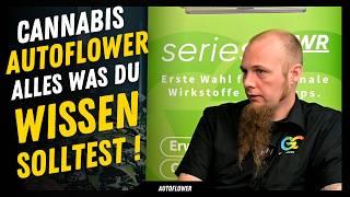 Cannabis Autoflower: Vse, kar morate vedeti, preden gojite avtomatsko. Za začetnike