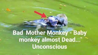 Baby Monkey in the deep Water... almost Unconscious...dead.... Bad Mother Monkey..does not care