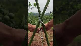 Essential Knots for Camping
