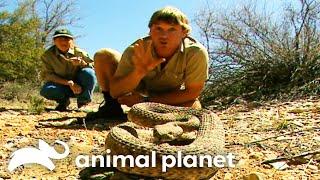 Steve Irwin comes face to face with RATTLESNAKES! | Crocodile Hunter | Animal Planet