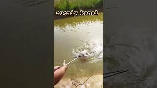 Рыбалка на МУТНОМ канале #баликови #fishing #рыбалкавузбекистане #fishing #catchingfish #bestfishing