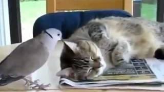 Cat and bird