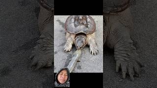 #turtle #memes #funny #humor #animals #troll #edit #mgplayer #eangwie