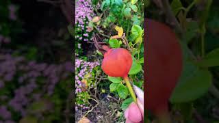 Увядший цветок розы превращается в плод. #shortvideo #garden #rose #мойсад #shortsfeed  #flowers