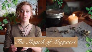 The Magick of Mugwort | Magickal Herbal Profile | Properties of Herbs