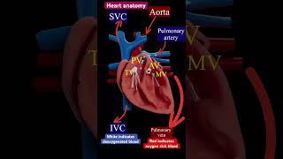 Heart anatomy l blood circulation in heart l हार्ट एनाटॉमी,#echo #heartvalve #shorts