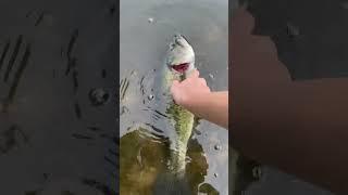 A solid bass on the wacky rig