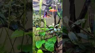 Planted Aquarium #shorts #fishkeeping #aquariumhobby #plantedaquarium