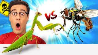 SORPRENDENTE MANTIS vs MOSCA  No Creerás Lo Que Pasó!