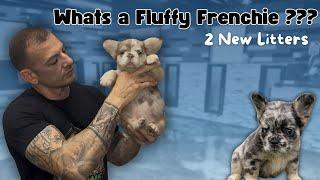 Fluffy Frenchies explained! The history & 2 New litters! A must see for potential buyers!