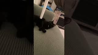 Feisty kitten plays with Styrofoam rod (cute)