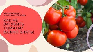 881. Напоминалочка. Только для томатов.