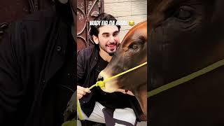 Bari Eid Ka Janwar  | Umair Gulyal Vlogs