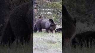 Grizzly 793 aka Blondie & her Triplets Lost in 2022 in Grand Teton #blondie #tetons #grizzly793
