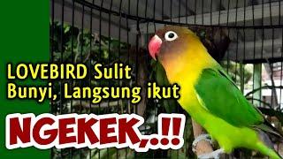 Berkat SUARA Lovebird FIGHTER GACOR ini, BANYAK LABET SULIT BUNYI, Jadi Latah ikut NGEKEK