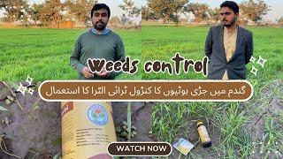 Wheat Weed Control | Trialtra and metsulfuran chemical application