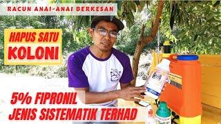 Racun Anai-anai Berkesan Bureau 5.0sc Mengatasi Koloni Anai-anai How To Kill & Remove Termites