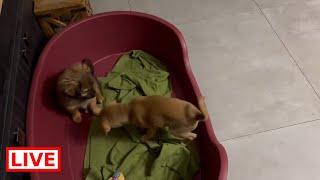 Daisys puppies are looking for a home ️- Takis Shelter