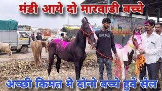 क्या जोरदार मारवाडी बच्चे थे ये दोनो।येवला घोडा मंडी । Yeola Horse Market #horsemarket #coltforsale