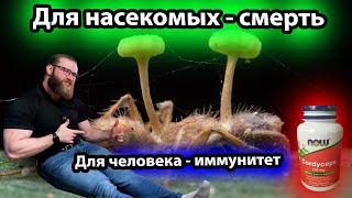 CORDYCEPS Быстрый и краткий обзор КОРДИЦЕПС