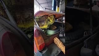 HUGE Beehive Inside of a Car!