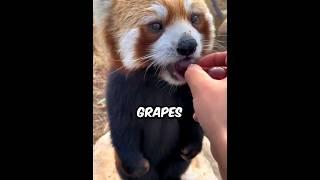 Are Grapes A Good Snack For Red Pandas? (@littlepanda6487) #shorts #redpanda #panda #cute #animals