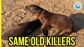 Fishing Line and Box Strap Injuries on Seals