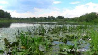 GENTLE BIRD SINGING with River View and Nature Sounds | For Deep Relaxation and Meditation