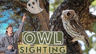 Ghost Owl Sighting —Flammulated Owl in Broad Daylight!