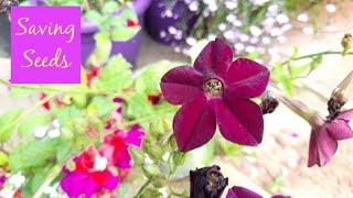 How to Save Seeds: Nicotiana, Sweet Peas, Calendula 