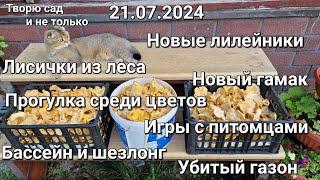 Творю сад. Прогулка, цветы, убитый газон, новые лилейники, лисички из леса и простые дачные радости