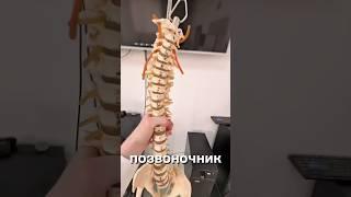 Ищем позвоночник! Пока не найду видео не закончится! #кринж #Челлендж