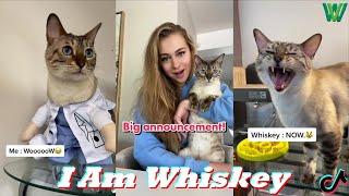 Try not to laugh Watching I am Whiskey TikTok | Best Cat Videos