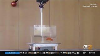 Scientists Trying To Teach Goldfish To Drive