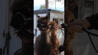 Alpaca Fiber Workshop! #alpaca #community #education #shorts