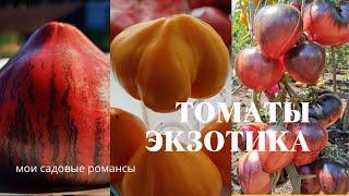 Обзор экзотических сортов томатов. Мои новинки  на 2021г.