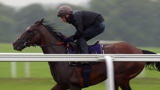 Frankel and his final season: Newmarket racecourse gallop