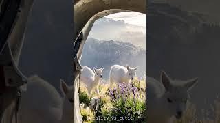 AI Art2: Adorable Alpaca Crias Race in Sunny Lavender Meadow!　| Wan2.1-T2V-14B