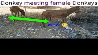 Donkey meeting female Donkeys and male Donkeys