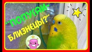 ПОПУГАЙ И ПЛАНШЕТ//"ПОПУГАИ-БЛИЗНЕЦЫ?"//funny parrot//ЗАБАВНЫЙ ПОПУГАЙ//зеленый попугайчик TV