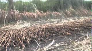 Sugar Cane - South Africa Travel Channel 24